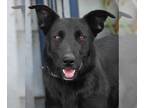 Border Collie Mix DOG FOR ADOPTION RGADN-1215004 - Amy March - Foster or Adopt