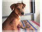 Rottweiler Mix DOG FOR ADOPTION RGADN-1215012 - RANDY - Rottweiler / Mixed