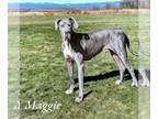 Great Dane DOG FOR ADOPTION RGADN-1215017 - Maggie Tupelo - Great Dane Dog For