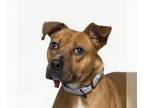 American Pit Bull Terrier Mix DOG FOR ADOPTION RGADN-1215035 - COCO - Pit Bull