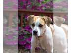 Labrador Retriever Mix DOG FOR ADOPTION RGADN-1215037 - Walter - Hound /
