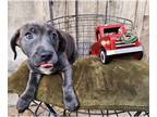 American Pit Bull Terrier-Basset Hound Mix DOG FOR ADOPTION RGADN-1215038 - Kola
