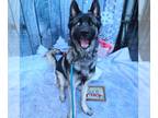 German Shepherd Dog-Siberian Husky Mix DOG FOR ADOPTION RGADN-1215043 - *KENZO -