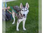 Huskies Mix DOG FOR ADOPTION RGADN-1215051 - Navidad - Husky / Mixed Dog For