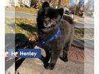 Pomeranian DOG FOR ADOPTION RGADN-1215053 - Henley- adoption pending -