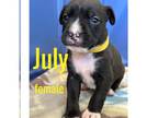 Doberman Pinscher DOG FOR ADOPTION RGADN-1215058 - July - Doberman Pinscher Dog