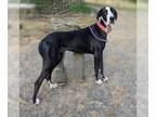 Great Dane DOG FOR ADOPTION RGADN-1215069 - Luna D - Great Dane Dog For Adoption