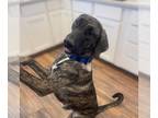Great Dane-Treeing Walker Coonhound Mix DOG FOR ADOPTION RGADN-1215087 - Ruby -