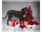 Great Dane-Labrador Retriever Mix DOG FOR ADOPTION RGADN-1215095 - Abner -