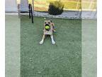 Black Mouth Cur Mix DOG FOR ADOPTION RGADN-1215100 - BUTCH - Black Mouth Cur /