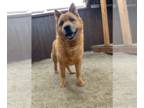 Chow Chow Mix DOG FOR ADOPTION RGADN-1215109 - Lancer - Chow Chow / Mixed Dog