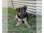 Shepradors DOG FOR ADOPTION RGADN-1215122 - Dex - German Shepherd Dog / Labrador