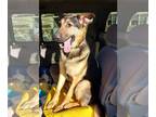 German Shepherd Dog DOG FOR ADOPTION RGADN-1215124 - Kaziah - German Shepherd