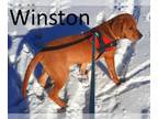 Labrador Retriever-Redbone Coonhound Mix DOG FOR ADOPTION RGADN-1215137 -