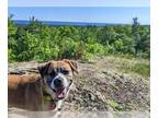 Boxer-Siberian Husky Mix DOG FOR ADOPTION RGADN-1215138 - Charley - Siberian