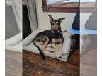 German Shepherd Dog DOG FOR ADOPTION RGADN-1215143 - Shadow aka King Derp -