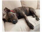 American Pit Bull Terrier DOG FOR ADOPTION RGADN-1215149 - VIOLET - Pit Bull