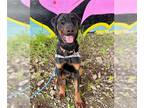 Doberman Pinscher Mix DOG FOR ADOPTION RGADN-1215155 - NICHOLAS - Doberman