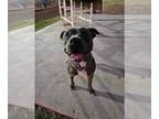 American Pit Bull Terrier Mix DOG FOR ADOPTION RGADN-1215160 - Roxy - Pit Bull