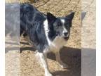 Border Collie DOG FOR ADOPTION RGADN-1215165 - Max "AKA Gus - Border Collie Dog