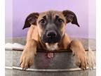 Huskies -Labrador Retriever Mix DOG FOR ADOPTION RGADN-1215166 - Shining Angels