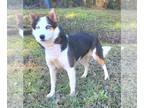 Border Collie-Siberian Husky Mix DOG FOR ADOPTION RGADN-1215174 - 240075 Penny -
