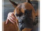 Boxer DOG FOR ADOPTION RGADN-1215176 - Pete - Boxer (short coat) Dog For