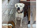 Boxer DOG FOR ADOPTION RGADN-1215189 - K.O. - Boxer Dog For Adoption