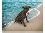 American Staffordshire Terrier Mix DOG FOR ADOPTION RGADN-1215190 - Cutie Pie -