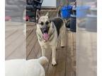 German Shepherd Dog DOG FOR ADOPTION RGADN-1215204 - Ace - German Shepherd Dog