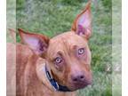 Australian Kelpie-Labrador Retriever Mix DOG FOR ADOPTION RGADN-1215205 - Duke -