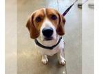 Beagle Mix DOG FOR ADOPTION RGADN-1215212 - Boomer *Adopt or Foster* - Beagle /