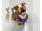 American Pit Bull Terrier Mix DOG FOR ADOPTION RGADN-1215213 - YULE - Pit Bull