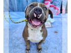 American Pit Bull Terrier DOG FOR ADOPTION RGADN-1215241 - BOSCO - Pit Bull