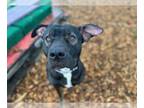 American Pit Bull Terrier-German Shepherd Dog Mix DOG FOR ADOPTION RGADN-1215271