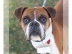 Boxer DOG FOR ADOPTION RGADN-1215275 - Lamar - Adopted! - Boxer Dog For Adoption