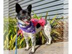 Border Collie Mix DOG FOR ADOPTION RGADN-1215277 - Harmony - Cattle Dog / Border