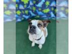 Boxer DOG FOR ADOPTION RGADN-1215285 - Felicity - Boxer Dog For Adoption