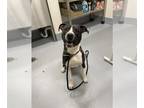American Pit Bull Terrier Mix DOG FOR ADOPTION RGADN-1215286 - GOODBYE EARL -