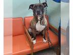 American Pit Bull Terrier Mix DOG FOR ADOPTION RGADN-1215290 - Josie - Pit Bull