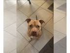 American Pit Bull Terrier DOG FOR ADOPTION RGADN-1215292 - Coco - Pit Bull