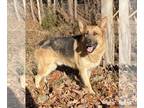 German Shepherd Dog DOG FOR ADOPTION RGADN-1215293 - Jake - German Shepherd Dog