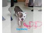 American Pit Bull Terrier Mix DOG FOR ADOPTION RGADN-1215296 - Dog Marley - Pit