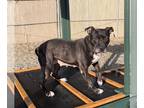 Bullboxer Pit DOG FOR ADOPTION RGADN-1215297 - DIXIE - Pit Bull Terrier / Boxer