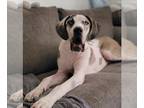Great Dane DOG FOR ADOPTION RGADN-1215301 - Clause - Great Dane Dog For Adoption