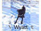 Labrador Retriever Mix DOG FOR ADOPTION RGADN-1215302 - Wyatt - Hound / Labrador