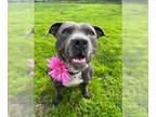 American Staffordshire Terrier Mix DOG FOR ADOPTION RGADN-1215303 - Waffles -