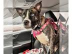American Pit Bull Terrier-Huskies Mix DOG FOR ADOPTION RGADN-1215309 - XP