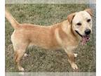 Labrador Retriever DOG FOR ADOPTION RGADN-1215313 - PRINCE - Labrador Retriever