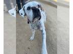 Boxer DOG FOR ADOPTION RGADN-1215315 - FLORENCE - Boxer (medium coat) Dog For